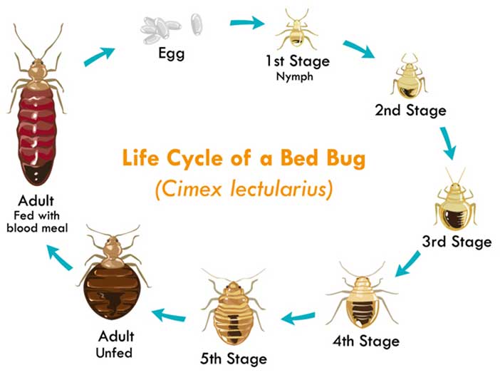 Life Cycle of the Bed Bug