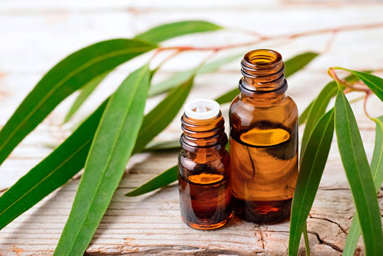 Eucalyptus Essential Oil