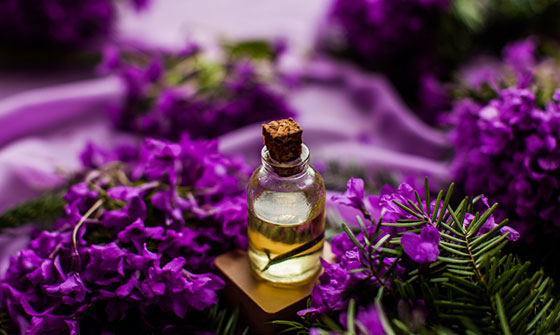 Lavender Essential Oil