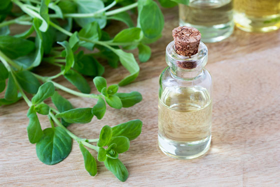 Marjoram Essential Oil