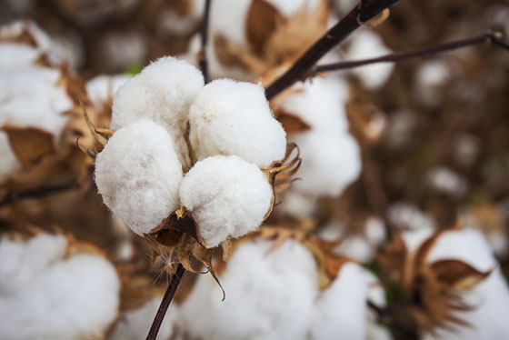 Pima Cotton