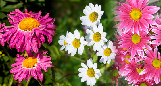 Pyrethrum Extract