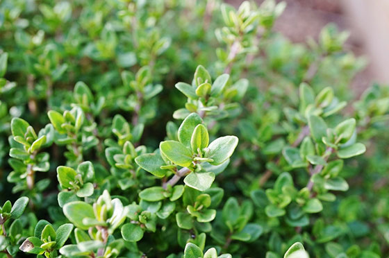 Thyme