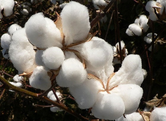 Upland Cotton