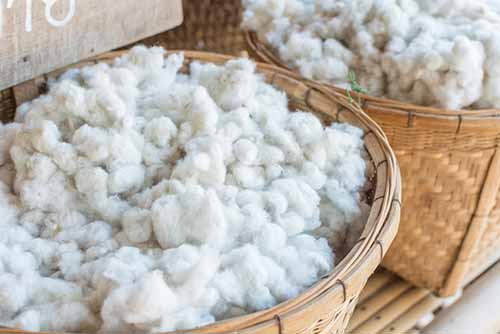What is Cotton?
